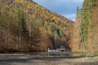 Klauzy