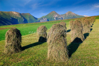 Ždiarské polia, v pozadí Belianske Tatry
