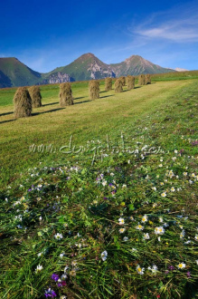 Ždiarské polia, v pozadí Belianske Tatry