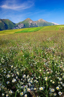 Ždiarské polia, v pozadí Belianske Tatry