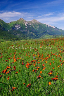 Belianske Tatry