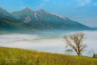 Belianske Tatry a starý strom