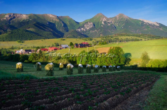 Ždiarské polia, v pozadí Belianske Tatry