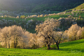 Rozkvitnuté čerešne na Brdkárke